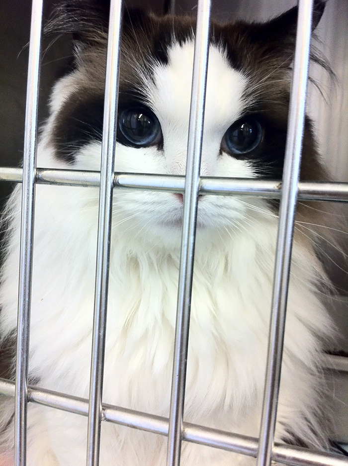cutest cat in the world