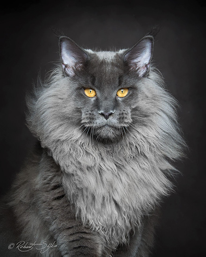 Cutest cat in the world