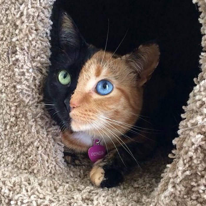 cutest cat in the world