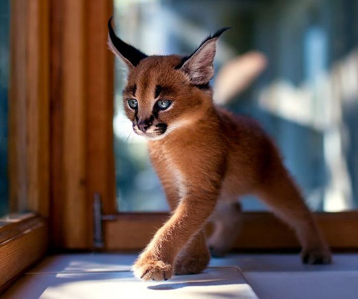 cutest cat in the world 