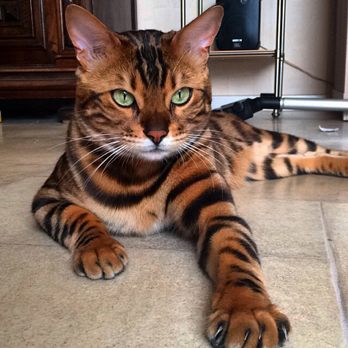 cutest cat in the world 