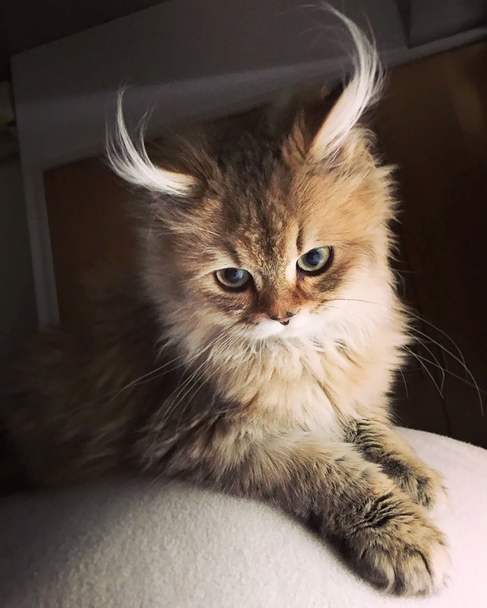 cutest cat in the world 