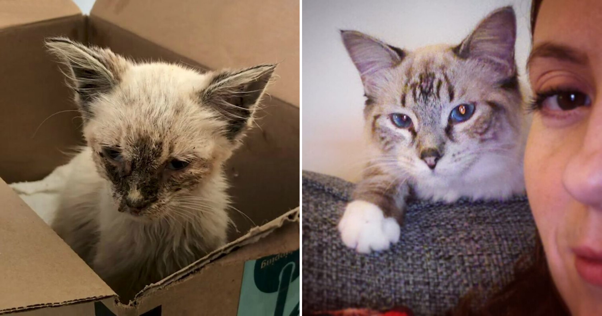 sick-stray-cat-got-adopted-and-had-the-greatest-transformation-small-joys