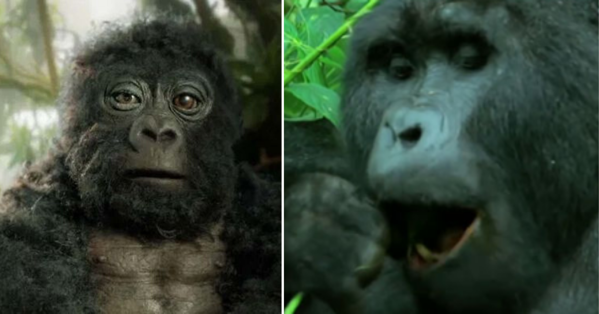 Robotic Gorilla Pretended to be a Part of the Pack and Captured Much Interesting Behavior