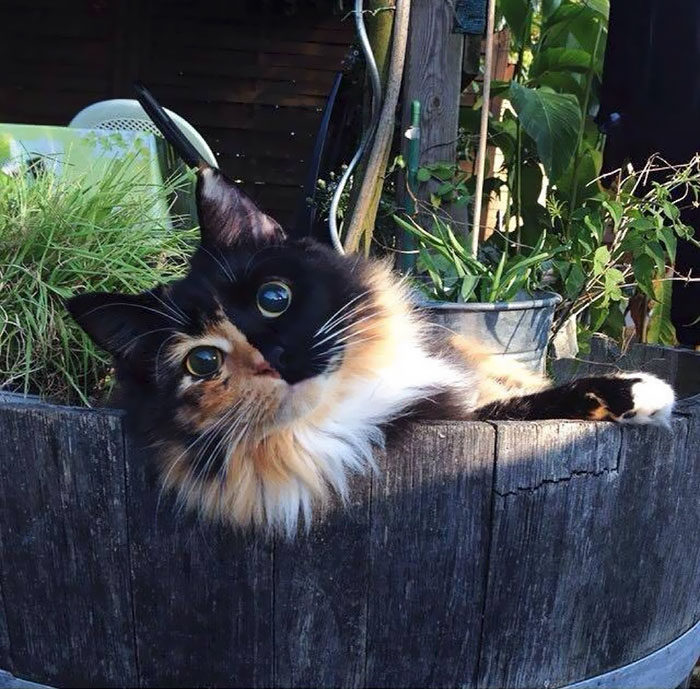 cutest cat in the world