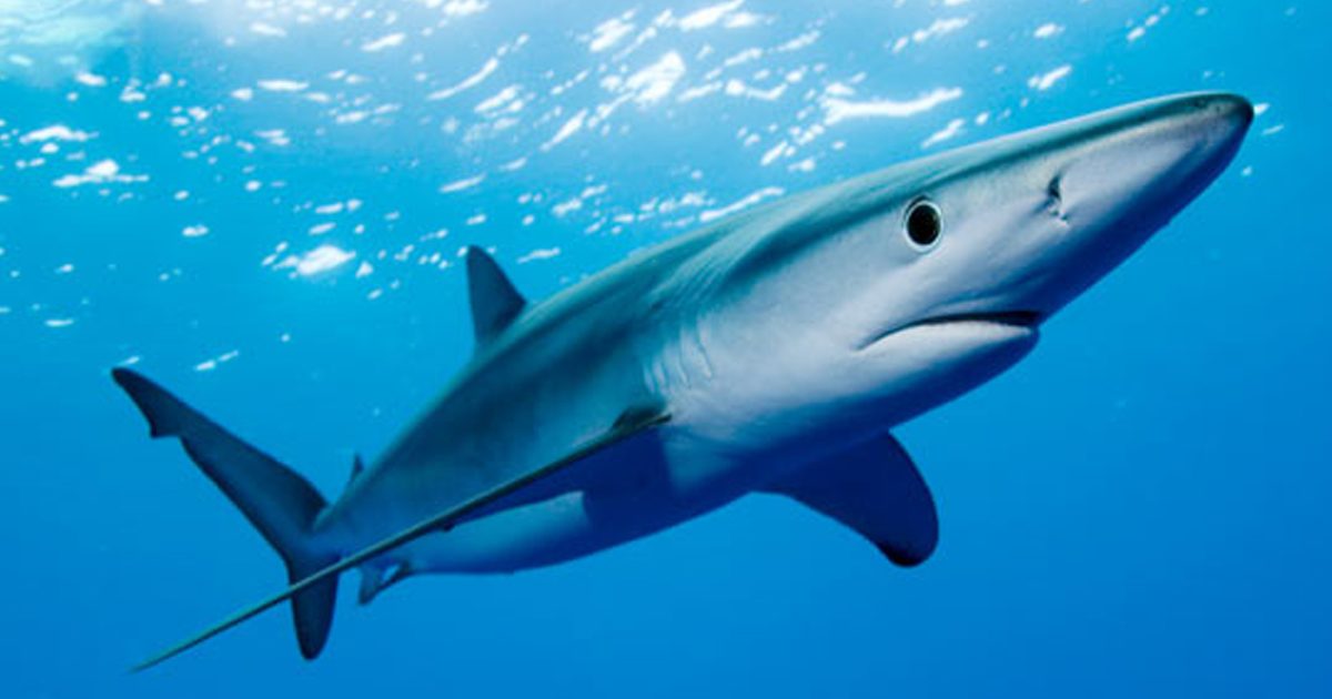 Vidéo : Un requin peau bleue se balade dans le port de plaisance de ...