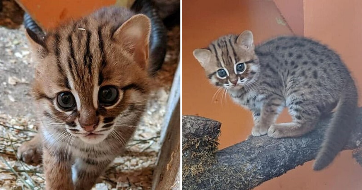 Tiny Pair Of World's Smallest And Rarest Wild Cats Born In UK Sanctuary