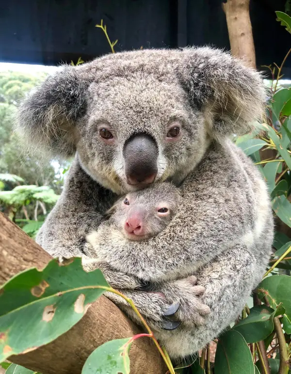 Australian Reptile Park Koala Joey Ash 2