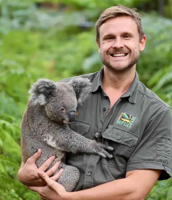 Australian Reptile Park Koala Joey Ash