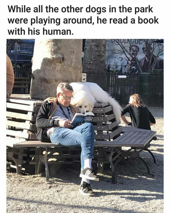 funny animal memes