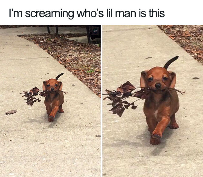 funny animal memes