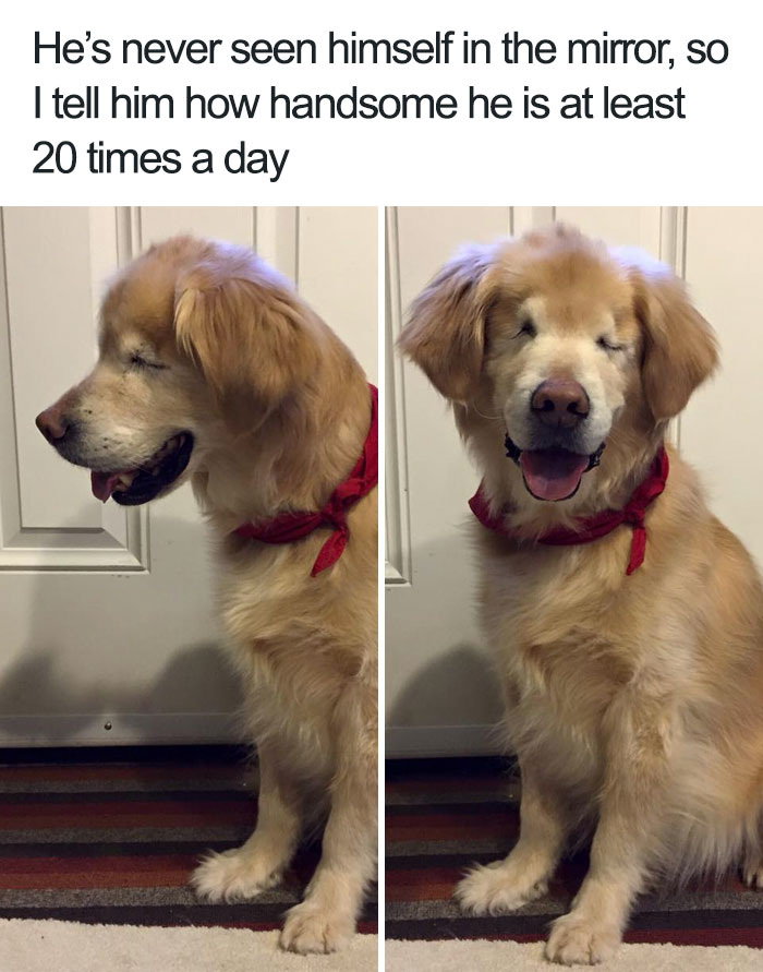 funny animal memes