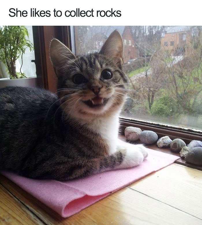 funny animal memes