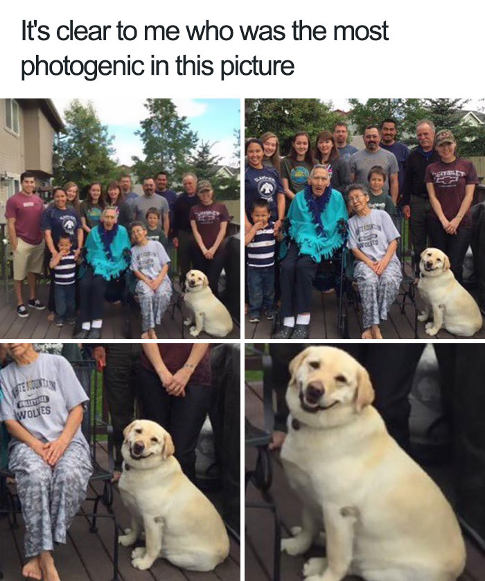 funny animal memes
