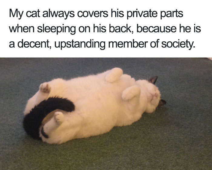 Funny animal memes