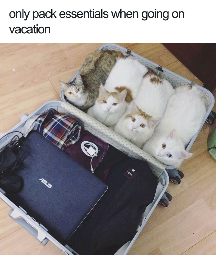 funny animal memes