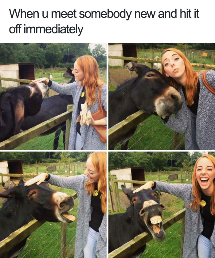 funny animal memes
