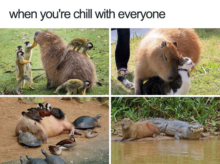 funny animal memes