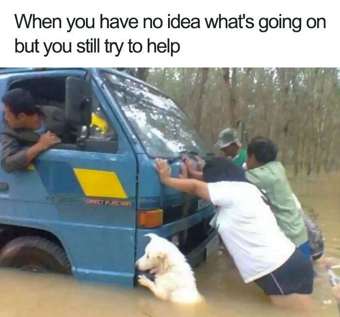 funny animal memes
