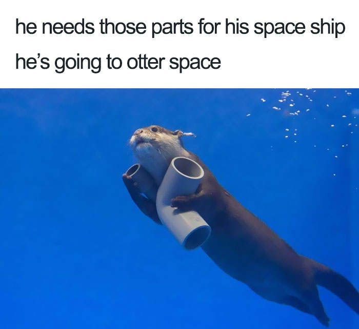funny animal memes