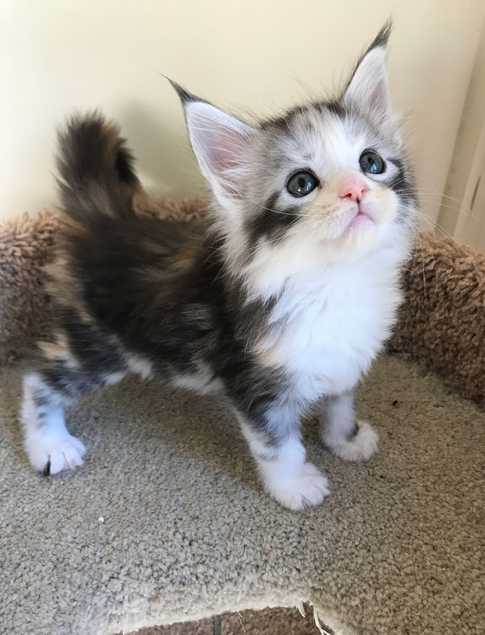 15+ Adorable Maine Coon Kittens That Will Grow Into Giant Cats