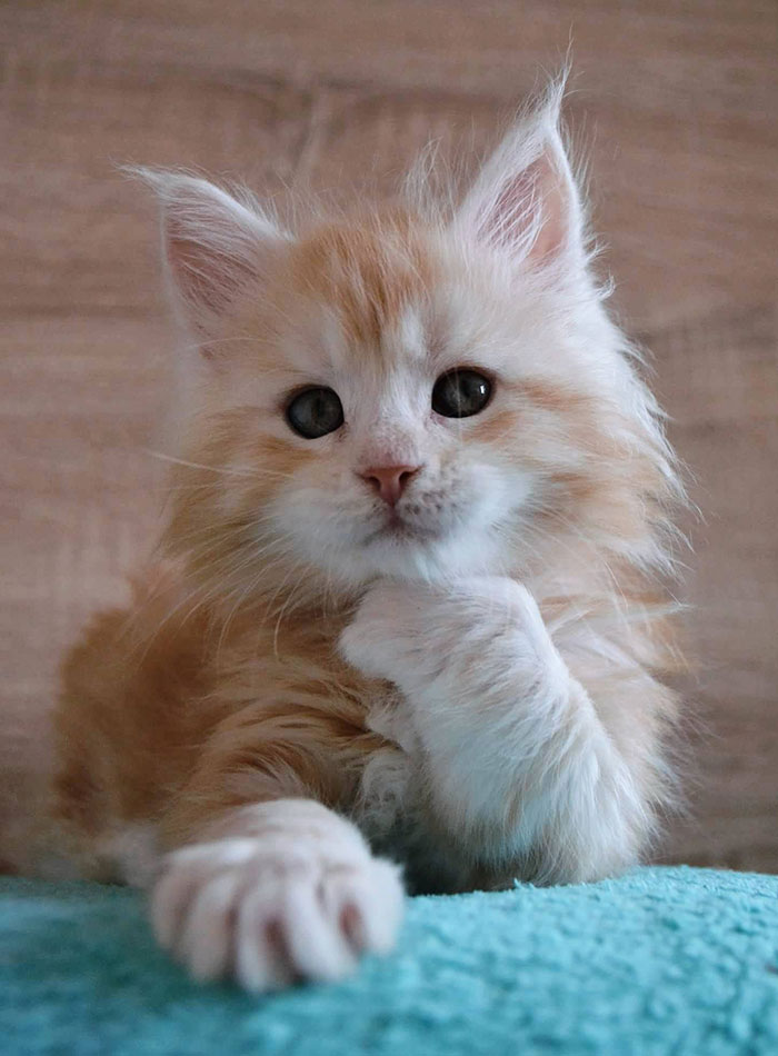 15+ Adorable Maine Coon Kittens That Will Grow Into Giant Cats