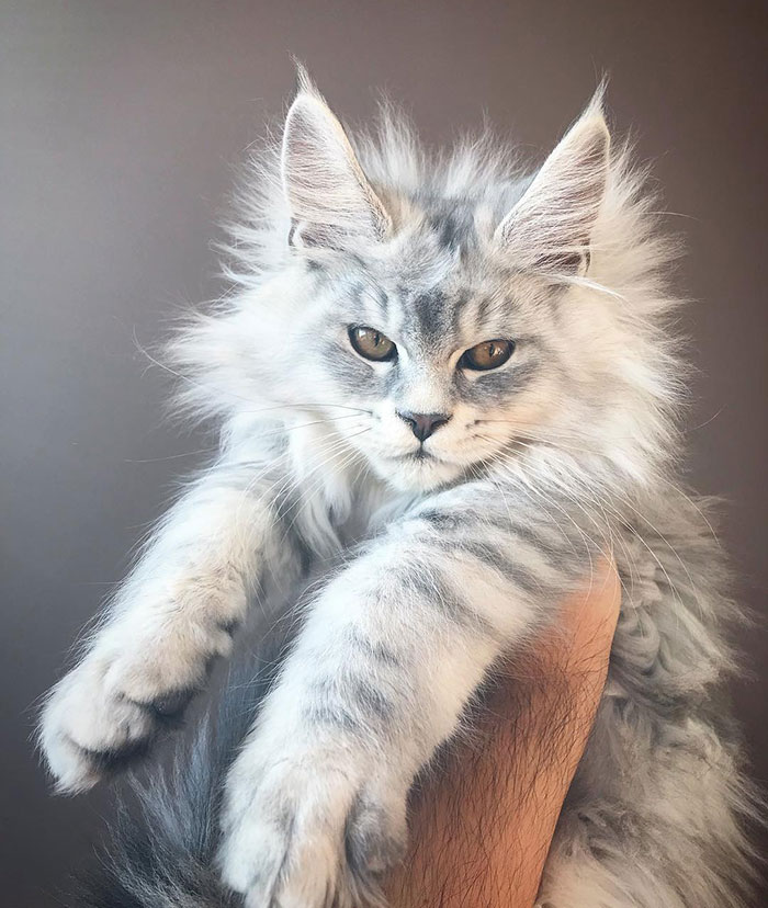 15+ Adorable Maine Coon Kittens That Will Grow Into Giant Cats