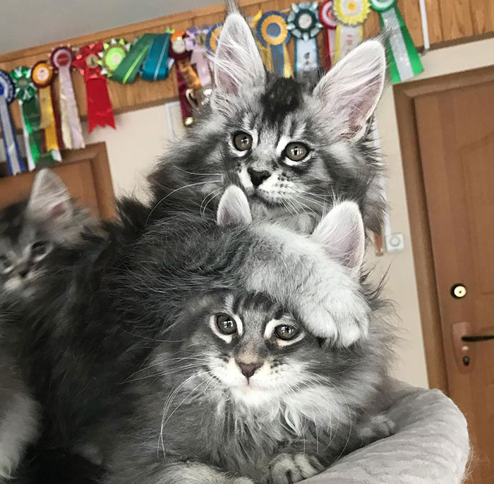 15+ Adorable Maine Coon Kittens That Will Grow Into Giant Cats