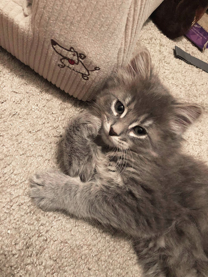 15+ Adorable Maine Coon Kittens That Will Grow Into Giant Cats