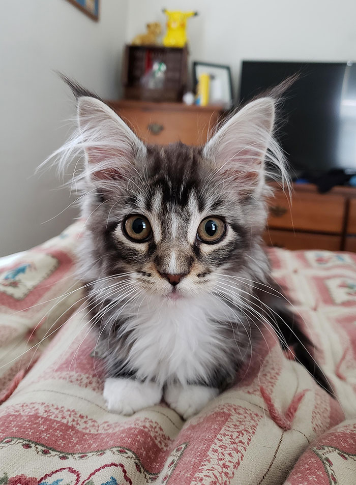 15+ Adorable Maine Coon Kittens That Will Grow Into Giant Cats