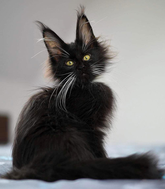 15+ Adorable Maine Coon Kittens That Will Grow Into Giant Cats