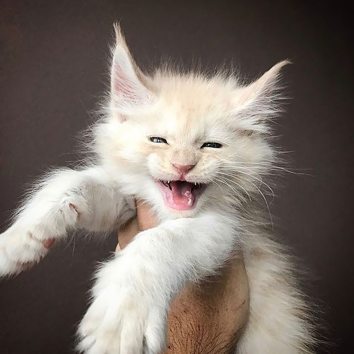 15+ Adorable Maine Coon Kittens That Will Grow Into Giant Cats