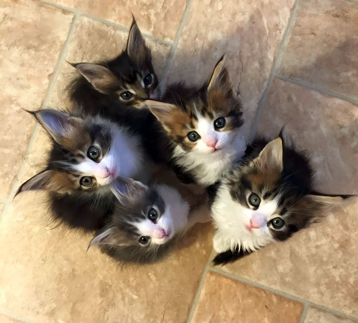 15+ Adorable Maine Coon Kittens That Will Grow Into Giant Cats