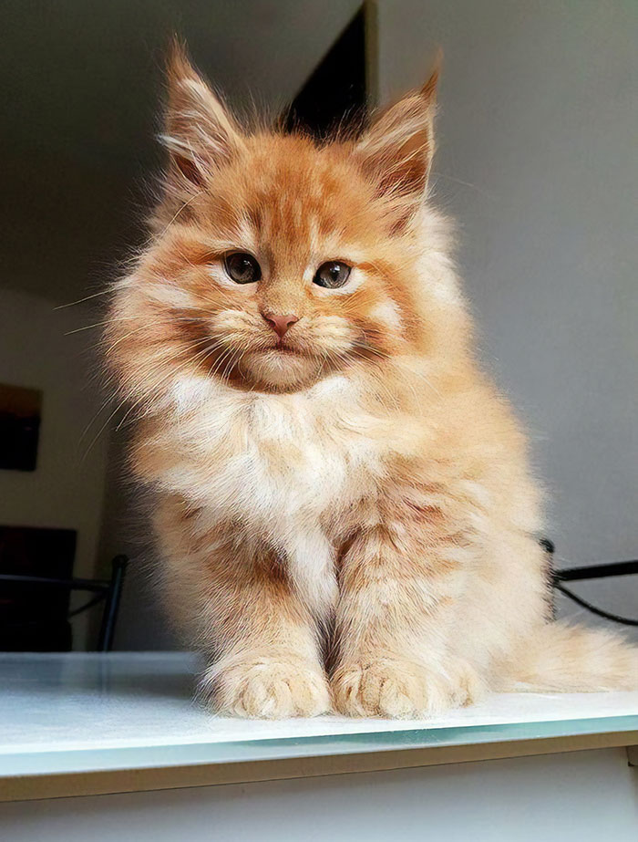 15+ Adorable Maine Coon Kittens That Will Grow Into Giant Cats