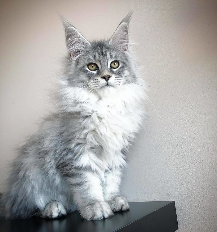 15+ Adorable Maine Coon Kittens That Will Grow Into Giant Cats