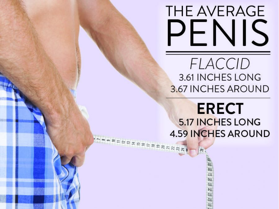 average penis size. 