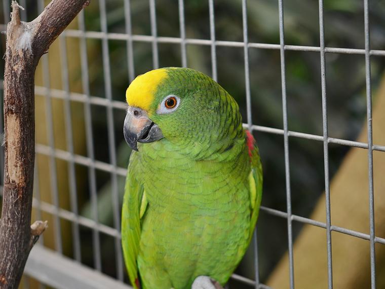 Si mi loro habla y comienza a insultar, ¿qué debo hacer?