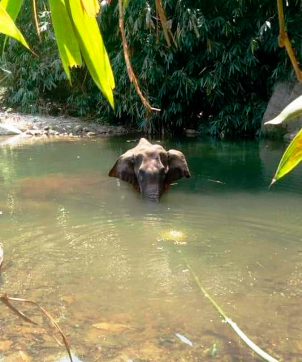 Elefante embarazada muere por consumir piña con explosivos en ...