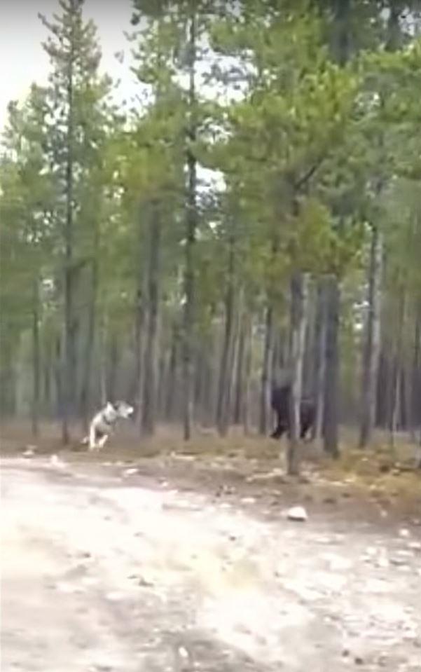 huge wolf