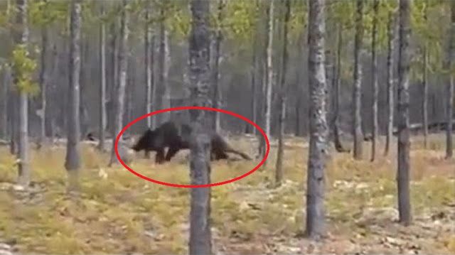 huge wolf