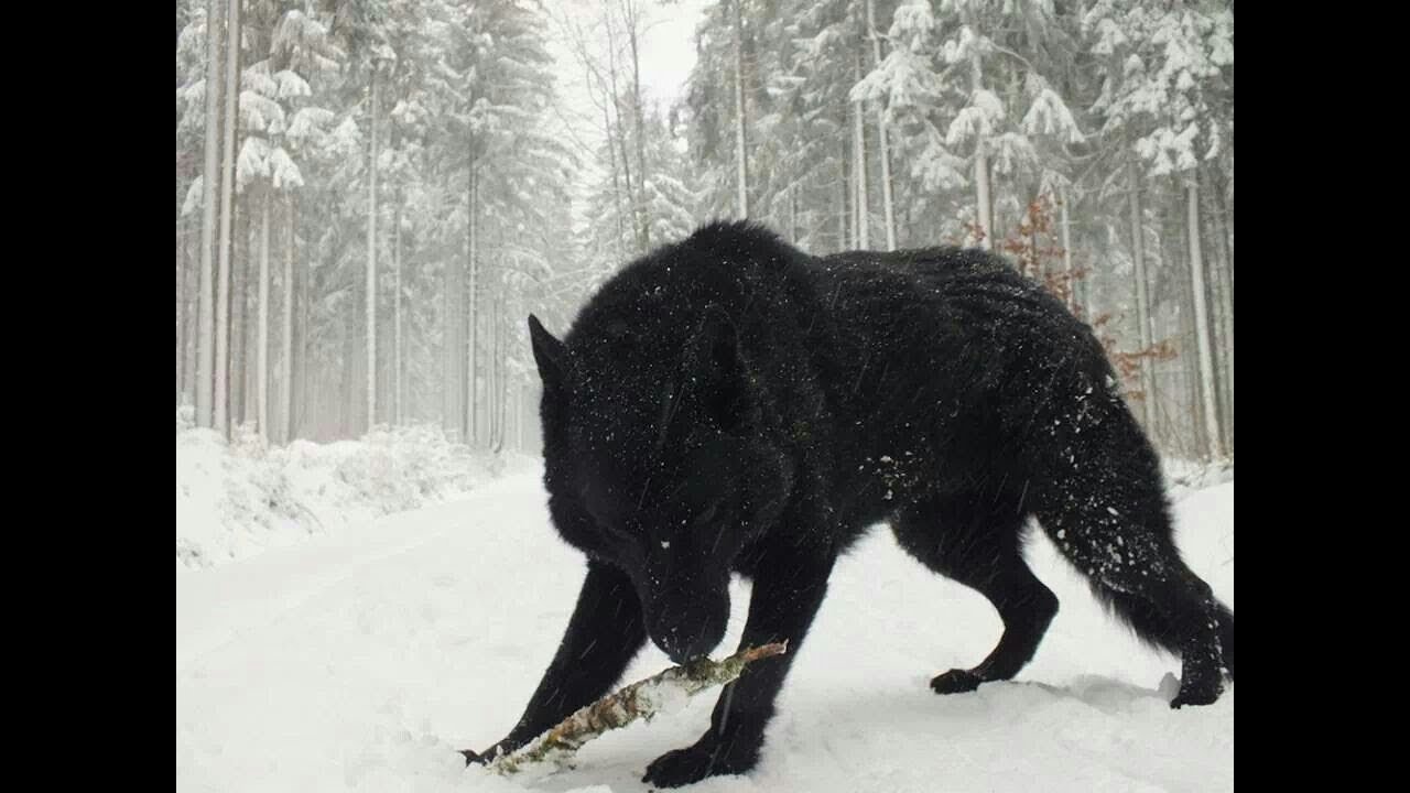 Terrifying Footage Of Huge Wolf Attacking Dog Goes Viral