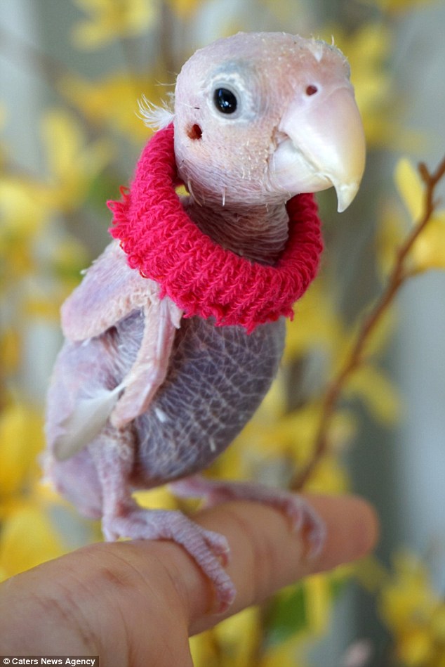 bald animals like bear without fur