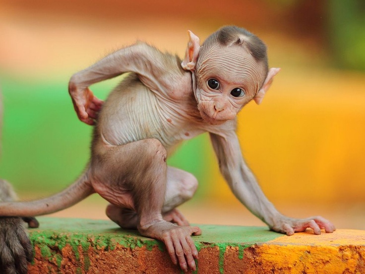 Bear Without Fur And Other Hairless Bald Animals You Must See