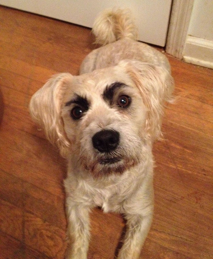 dogs with eyebrows