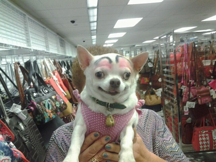 dogs with eyebrows