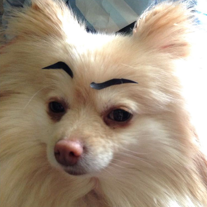 dogs with eyebrows