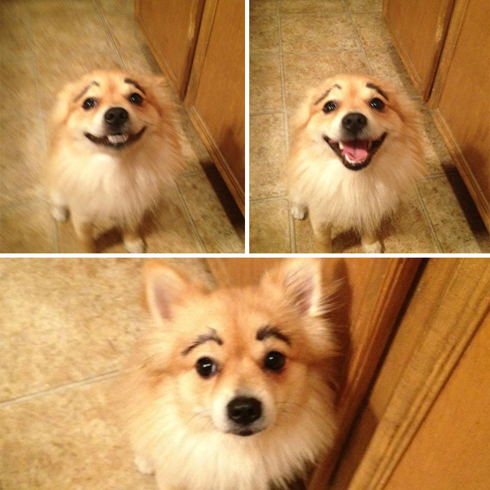 dogs with eyebrows