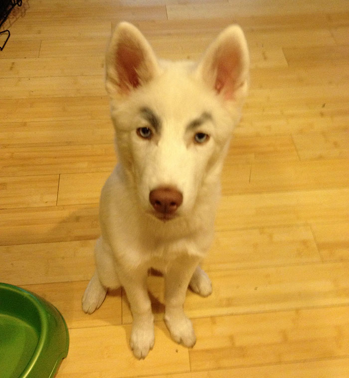dogs with eyebrows