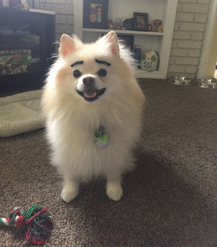 dogs with eyebrows