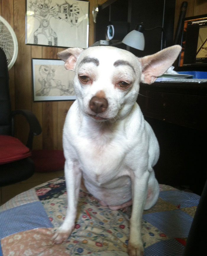 dogs with eyebrows
